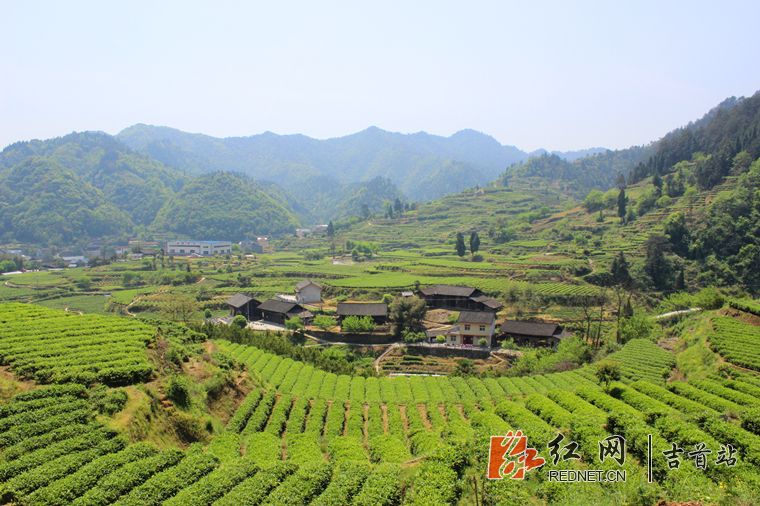 吉首市马颈坳镇隘口村高标准茶园_副本.jpg